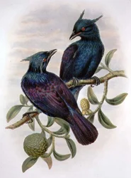 Phonygama Purpureiviolacea (colour litho)