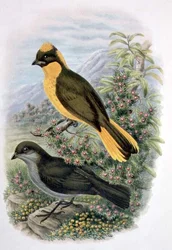 Prinodura Newtoniana, Golden Bowerbird (colour litho)