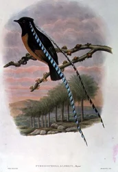 Pteridophora Alberti, King of Saxony Bird of Paradise