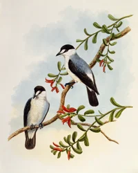 Torrent Robin (Monachella muelleriana)