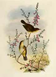 White Spotted Flycatcher (Pseudogerygone notata)