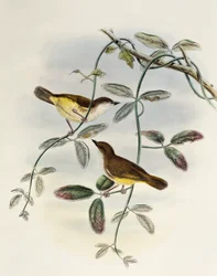 Yellow-bellied Gerygone (Gerygone chrysogaster), lithograph from Birds of Asia