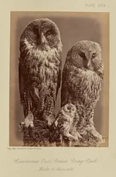 Cinereous Owl; Great Gray Owl. Male & Female