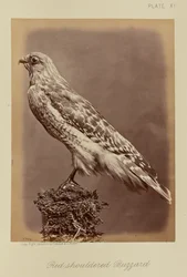 Red-shouldered Buzzard