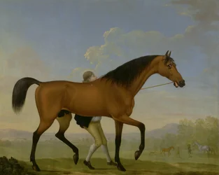 The Duke of Ancasters Bay Stallion, Blank, walking towards a Mare