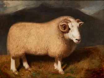 Cheviot Ram