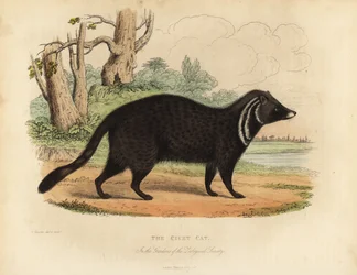 African civet, Civettictis civetta