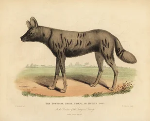 African Hunting Dog