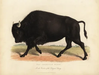 American Bison or Buffalo