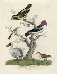 Black and yellow creeper, brown and white creeper, Certhia americana, Cayenne creeper, Dacnis cayana, Dodo, Raphus cucullatus, and purre or stint, Calidris alpina. Hand-coloured copperplate engraving by an unknown artist from William Smellie