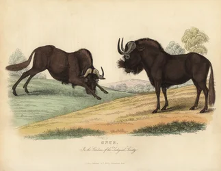Black wildebeest, Connochaetes gnou.