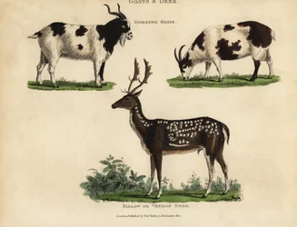 Domestic Goats and Fallow or Venison Deer