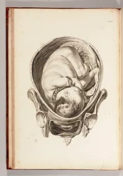 Engraving of a Child in the Womb from 