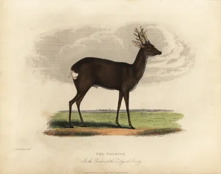 European roe deer, Capreolus capreolus