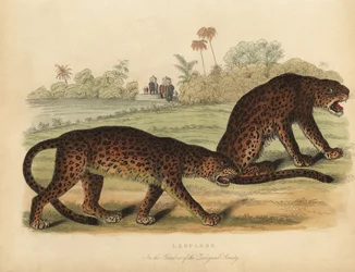 Leopards