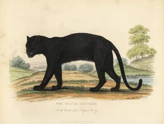 The Black Leopard, Panthera Pardus