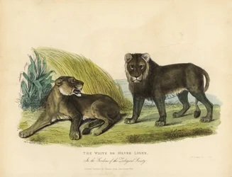 White or Silver Lions, Panthera Leo Melanochaita