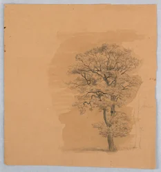 Study of Foliage