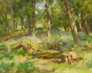 Woodland Scene