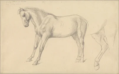 Studies of a Pony
