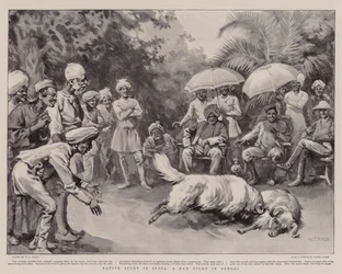 Native Sport in India, a Ram Fight in Bengal
