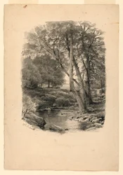 Pool in the Woods