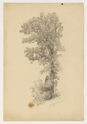 Study of Foliage