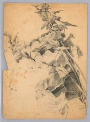 Study of Foliage