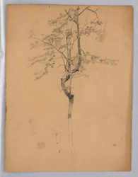 Study of Foliage