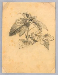 Study of Foliage