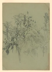Study of Foliage