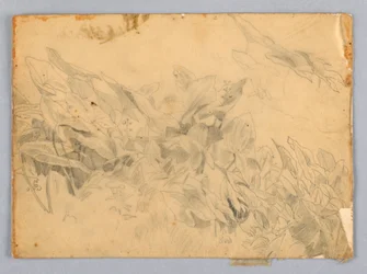 Study of Foliage