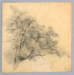 Study of Foliage