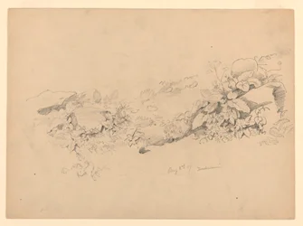 Study of foliage, Trachselwald, Bern, Switzerland