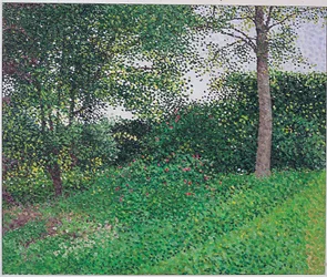 Evening Light: Young Ash