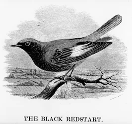 The Black Redstart, illustration from 