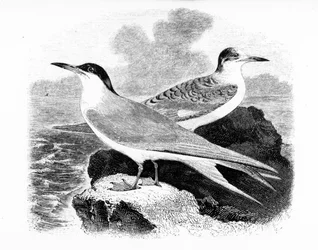 The Common Tern, illustration from 