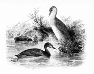 The Little Grebe, or Dabchick, illustration from 