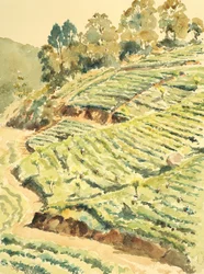 Tea pickers, Glenmore