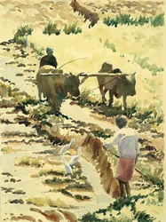 Preparing the paddy field