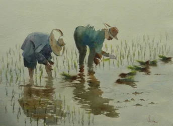 Planting rice