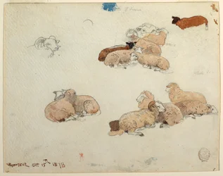 Sheep Resting, October 15, 1878