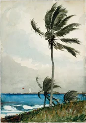 Palm Tree, Nassau