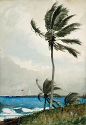 Palm Tree, Nassau, 1898