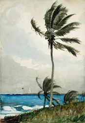Palm Tree, Nassau