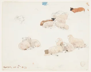 Sheep Resting
