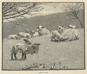 Spring Lamb