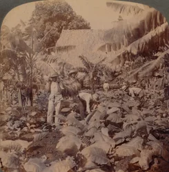 Cutting Tobacco - A Typical Plantation - Province of Havana, Cuba