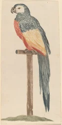 Parrot