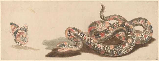 Snake and Butterfly